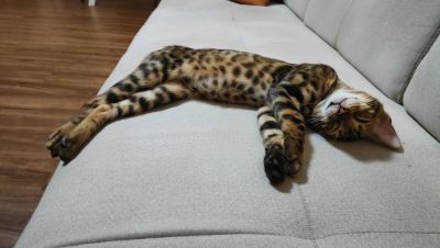 Кото-няня photo