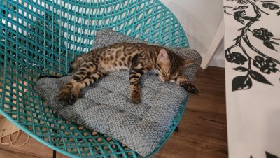 Кото-няня photo