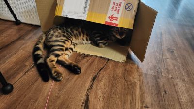 Кото-няня photo