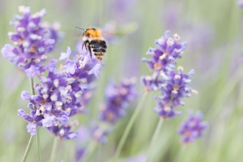 Сироп Лаванда